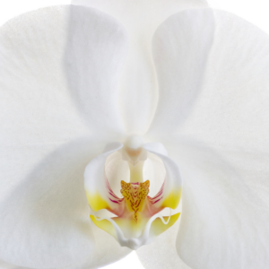 4" PHALAENOPSIS ORCHID, WHITE