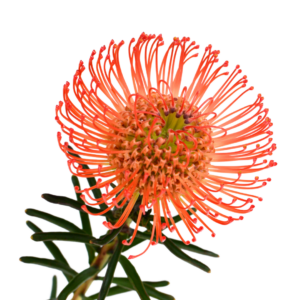 PROTEA, PINCUSHION (BY STEM)