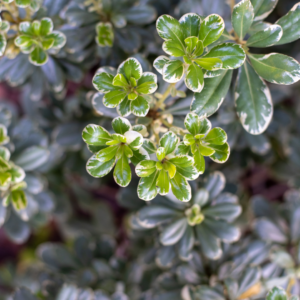 PITTOSPORUM, VARIEGATED