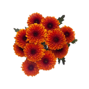 POM PON, BUTTON - BRONZE