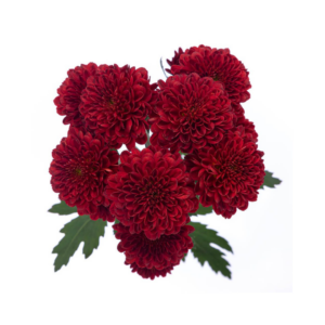 POM PON, BUTTON - RED