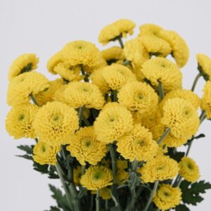 POM PON, BUTTON - YELLOW