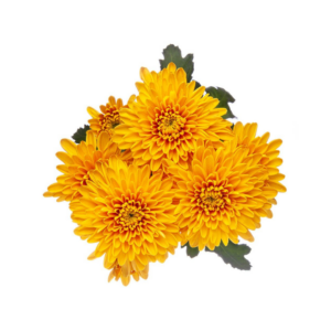 POM PON, CUSHION - BRONZE