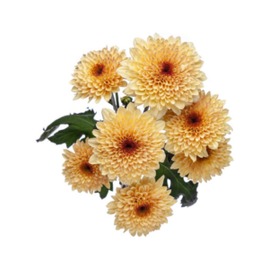 POM PON, CUSHION - CREAM "CREME BRULEE"