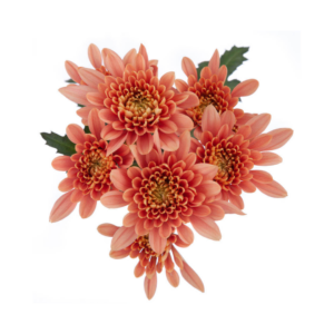 POM PON, CUSHION - PEACH