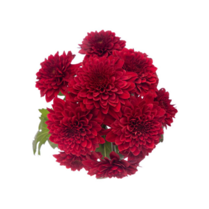 POM PON, CUSHION - RED