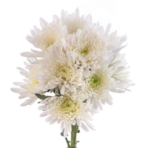 POM PON, CUSHION - WHITE