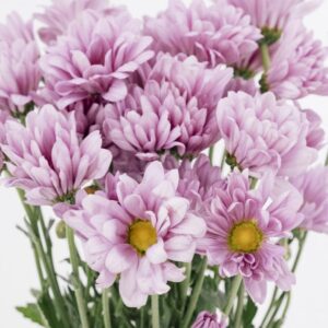 POM PON, DAISY - LAVENDER