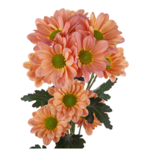 POM PON, DAISY - PEACH