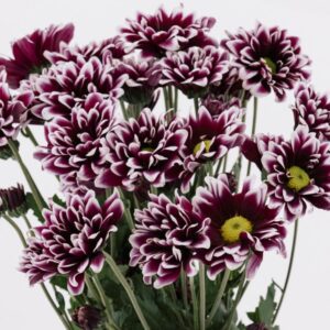 POM PON, DAISY - PURPLE