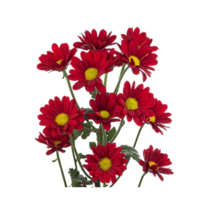 POM PON, DAISY - RED