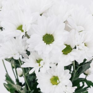 POM PON, DAISY - WHITE