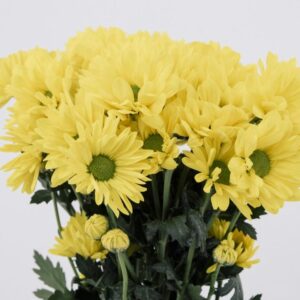 POM PON, DAISY - YELLOW