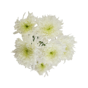 POM PON, STARBURST - WHITE