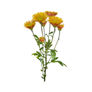 POM PON, SIZZLE - YELLOW