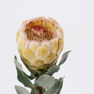 PROTEA (BY STEM)