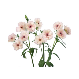 RANUNCULUS, BUTTERFLY