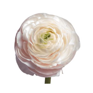RANUNCULUS, CLONI