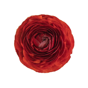 RANUNCULUS, CHOCOLATE