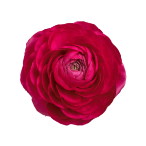 RANUNCULUS, DARK PINK