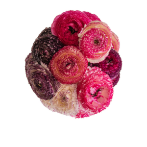 RANUNCULUS, NOVELTY