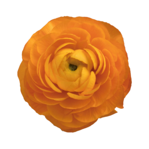 RANUNCULUS, ORANGE