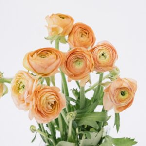 RANUNCULUS, PEACH