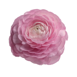 RANUNCULUS, PINK