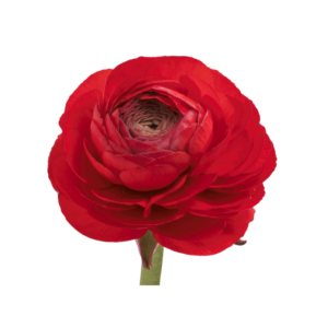 RANUNCULUS, RED