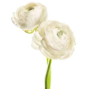 RANUNCULUS, WHITE