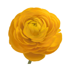 RANUNCULUS, YELLOW