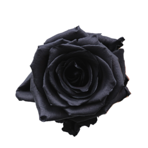 ROSE, 50CM BLACK MAMBA