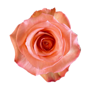 ROSE, 50CM CORAL, IMAGINATION