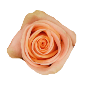 ROSE, 50CM CORAL, KELLY