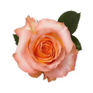 ROSE, 50CM CORAL, CORAL REEF