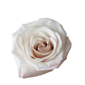 ROSE, 50CM CREAM, ALY