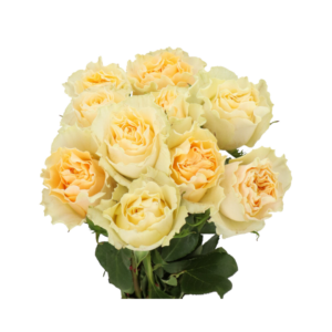 ROSE, 50CM CREAM, CREAM CARPE DIEM