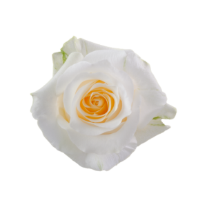 ROSE, 50CM CREAM, CRÈME DE LA CRÈME