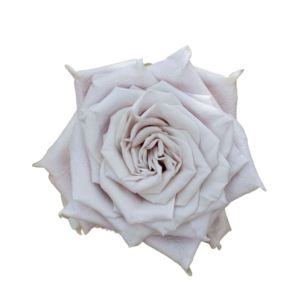 ROSE, 50CM CREAM, MENTA