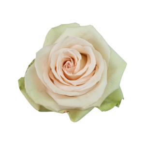 ROSE, 50CM CREAM, PERLA