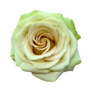 ROSE, 50CM CREAM, POMPEII