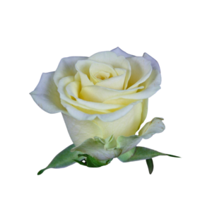 ROSE, 50CM CREAM, PROPHYTA