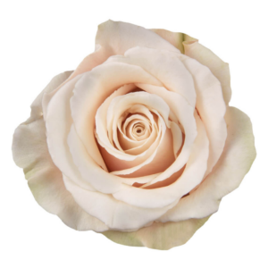 ROSE, 50CM CREAM, SAHARA