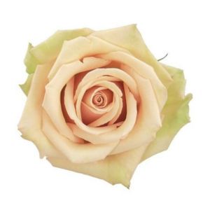 ROSE, 50CM CREAM, SANDY