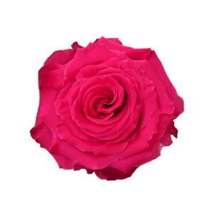 ROSE, 50CM DARK PINK, FULL MONTY