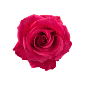 ROSE, 50CM DARK PINK, HOT SHOT