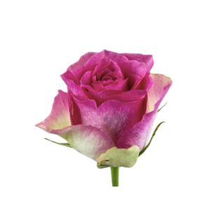 ROSE, 50CM DARK PINK, MALIBU