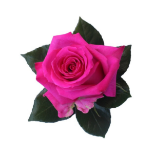 ROSE, 50CM DARK PINK, STILETTO