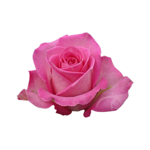 ROSE, 50CM DARK PINK, SWEET UNIQUE