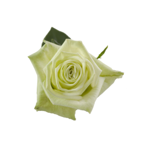 ROSE, 50CM GREEN, JADE